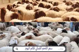 أسعار كيلو اللحم الضاني سعر كيلو اللحم الضاني قائم اليوم 2023 سعر الضاني اليوم