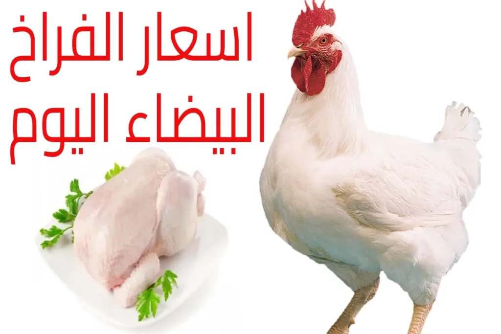 سعر كيلو الفراخ اليوم سعر الفراخ البيضاء اليوم سعر كيلو الفراخ البيضاء اليوم