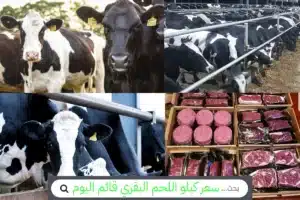 سعر كيلو اللحم البقري اليوم سعر كيلو اللحم البقري قائم اليوم