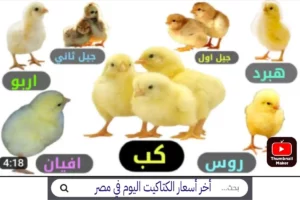 أخر أسعار الكتاكيت اليوم في مصر