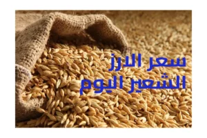 سعر الأرز الشعير الآن سعر الارز الشعير اليوم سعر طن الارز الشعير اليوم