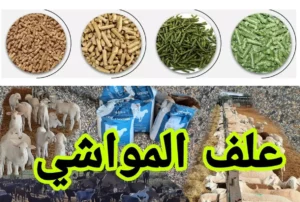 أسعار أعلاف المواشي سعر علف المواشي اليوم
