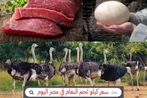 سعر بيض النعام سعر لحم النعام سعر كيلو لحم النعام