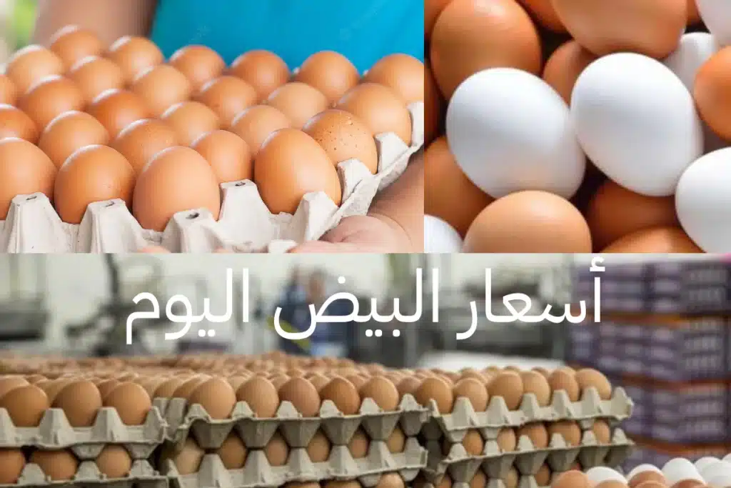 أسعار البيض الأحمر أسعار البيض البلدي سعر كرتونة البيض اليوم سعر البيض اليوم