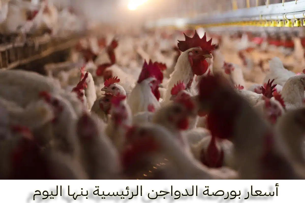 أسعار بورصة الدواجن الرئيسية بنها اليوم الأحد 25-10-2026 3 بورصة الدواجن الرئيسية بنها اليوم بورصة بنها للدواجن اليوم بورصة بنها للدواجن